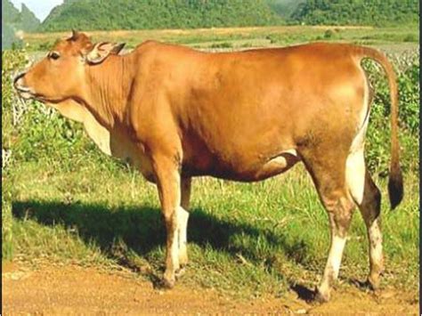 đặc điểm của bò vàng việt nam
